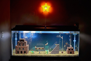 Illustration for article titled Watch A Super Mario Bros. Aquarium Get Built From Scratch